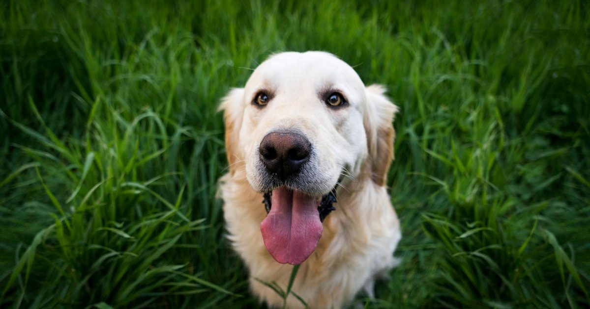 Fi Series 3+ Smart Dog Collar