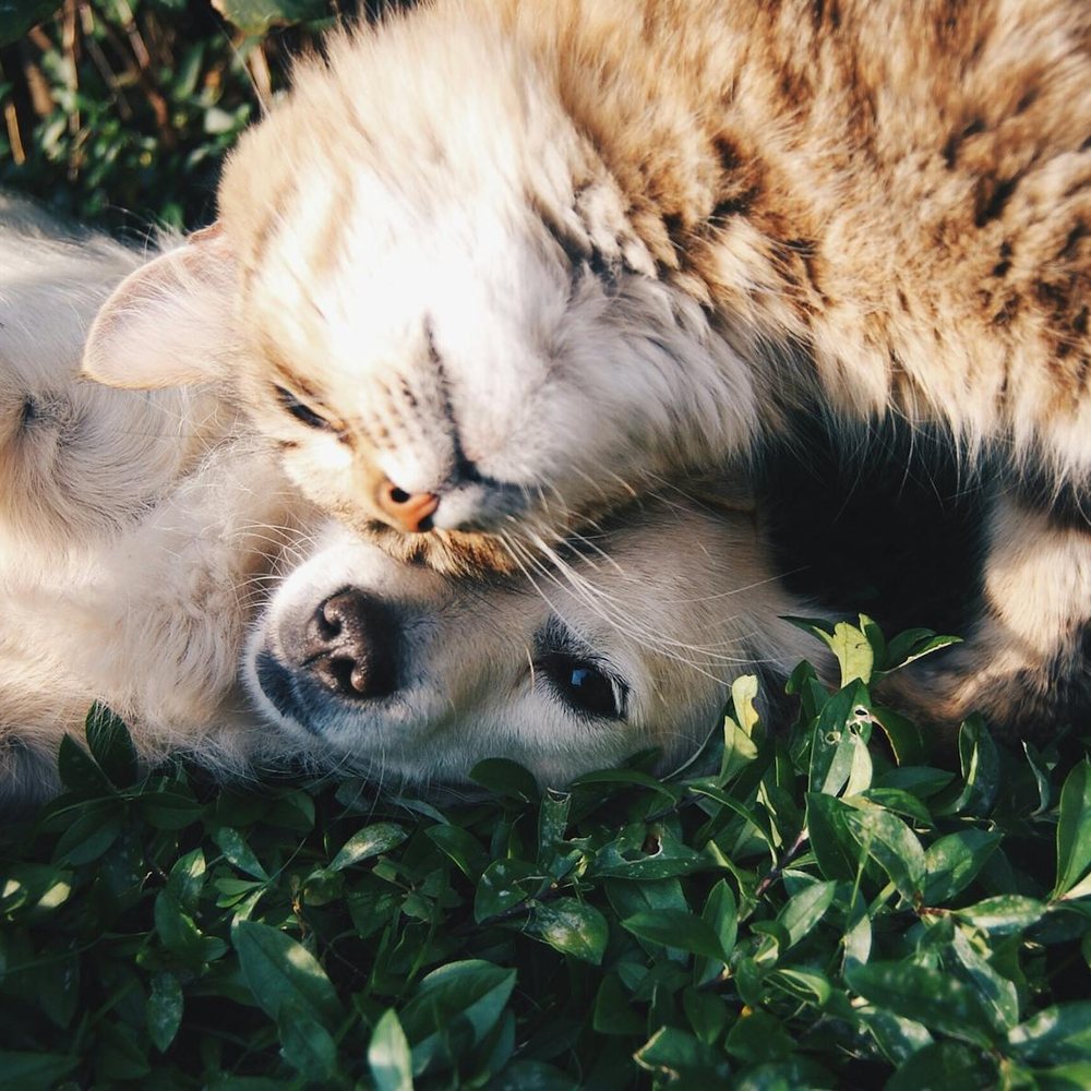 A happy cat and dog resting together